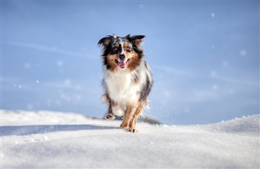 Video: Hund elsker at k&aelig;lke