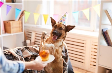 Del s&aelig;rlige &oslash;jeblikke med hele hundedanmark
