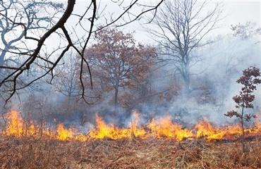 Hund forhindrede skovbrand