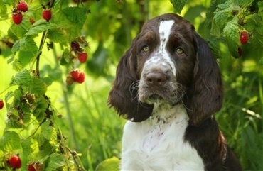 M&aring; min hund spise hindb&aelig;r?