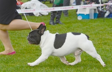 Danskerne elsker hunde - over 6.000 kan ses i den kommende weekend