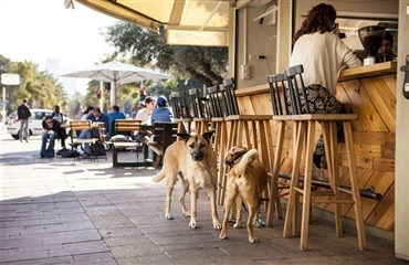 Hundenes Tel Aviv