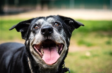 Seniorhunden – 10 ting der sker n&aring;r hunden bliver gammel 