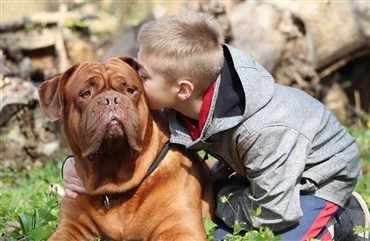 Dogue de bordeaux klub bek&aelig;mper uvidenhed med film