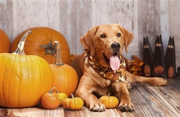 Snyd ikke din hund for græskar til Halloween