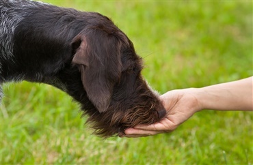 Hunde har sv&aelig;rest ved at l&aelig;re verbale kommandoer