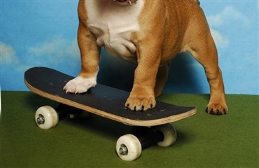 Skateboardskole - for hunde