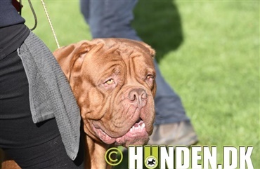 Lykkelig dogue de bordeaux ejer i ring 13