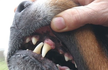 Har din hund knækkede tænder?