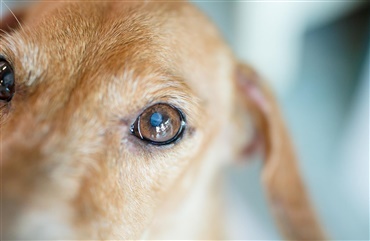 N&aring;r hunden bliver blind