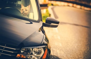 Politi h&aelig;dres for at redde hund