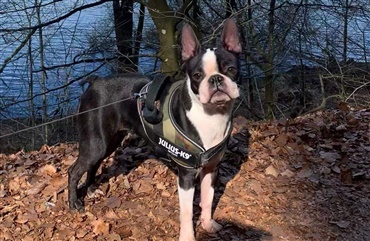 Hj&aelig;lp med at finde boston terrier