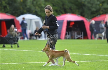 En hund efter opm&aelig;rksomhed