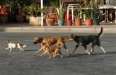 Over 3000 hunde forladt på Gran Canaria