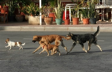 Over 3000 hunde forladt på Gran Canaria