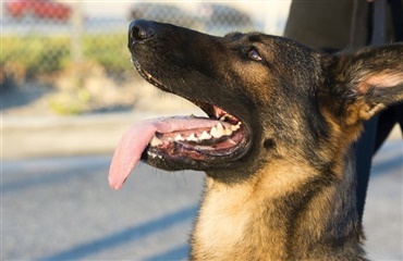 Video: Sej politihund slæber tyveknægt ud på gaden