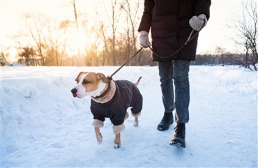 Hunde begyndte at hyle ved fodg&aelig;ngerfelt i landsbyen