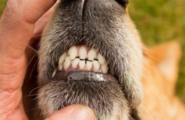 Nu skal kæledyrenes smil tjekkes