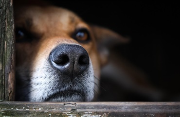 Droner skal hj&aelig;lpe med at finde forsvundne hunde