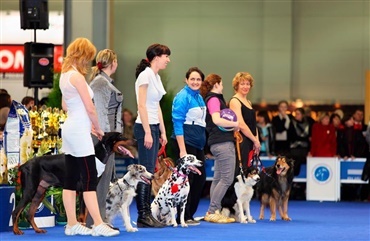 Over 9000 hunde bes&oslash;ger G&oslash;teborg i weekenden