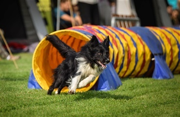 Nye regler for danmarksmesterskaberne i agility 