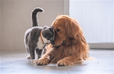 Hunde- og katteejere: Er forskellene virkelig s&aring; store?