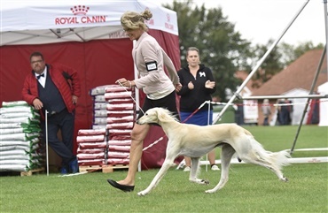 Coronasikkerheden i top ved Hundetopm&oslash;de p&aring; Solskins&oslash;en