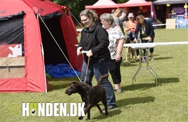 Alle kunne vise deres hund frem