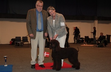 Irish Water Spaniel til tops i Aars