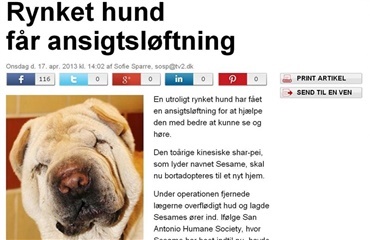 Rynket hund får ansigtsløftning