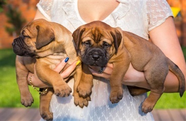 Fredagsquiz: Hvad ved du om bullmastiff