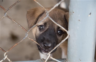 Spansk politi lukker k&aelig;mpe illegal kennel