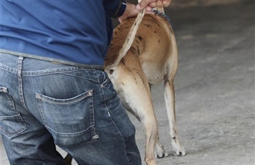 Seksuelle overgreb går ofte ud over hunde