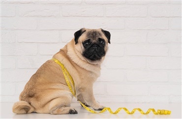 S&aring;dan hj&aelig;lper du din overv&aelig;gtige hund