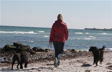 Hjælp til de tyskere der holder ferie i Danmark med deres hund