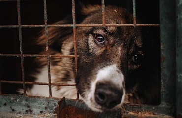 Kinesisk hundefestival er desv&aelig;rre ikke stoppet