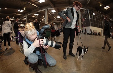 Hundefotograf i Roskilde