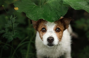 Hund efterladt bundet til tr&aelig;