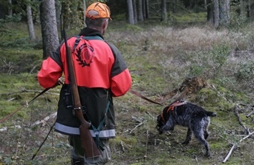 Hunde på TV2 Fri i formiddag