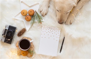 Se den helt nye hundeblog p&aring; hunden.dk