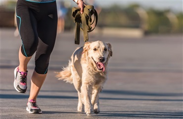 Dyrl&aelig;ge: Undg&aring; at motionere din hund i varmen