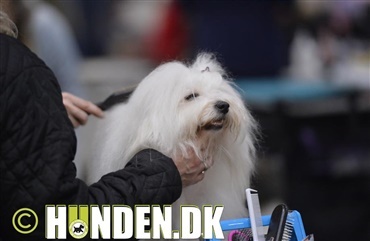 Disse hunde kan du m&oslash;de i BIS i morgen