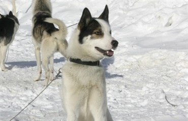 Bedre vilkår for grønlandske slædehunde