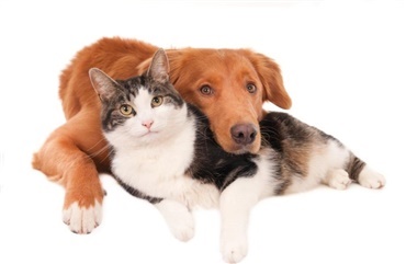 Hunde og katte lever ikke som hund og kat