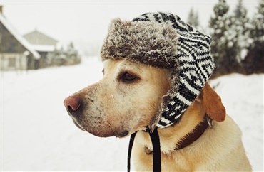 Er din hunds pels tyk nok til vinteren?