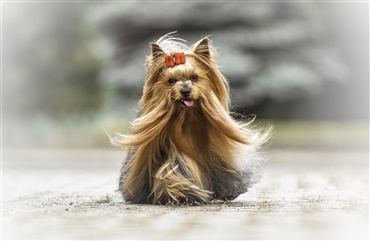 Store oplevelser med sm&aring; selskabshunde i N&oslash;rager