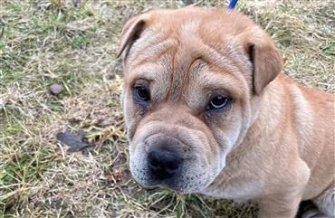 Politi efterlyser ejer af shar pei blandinger