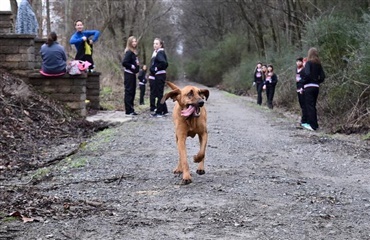 Hund stak af – og deltog i halvmarathon
