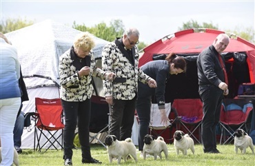 Udstilling Roskilde: V&aelig;lg hund med mere end &oslash;jne og hjerte