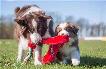 Hvem skal vinde titlen som &aring;rets hundefotograf?